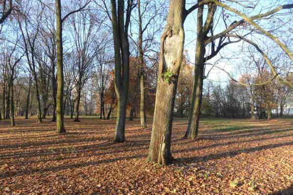 Park dworski w Książenicach oraz stawy. Po dawnym parku dworskim zachowały się jedynie nieliczne pozostałości starodrzewu adres Książenice, ul.