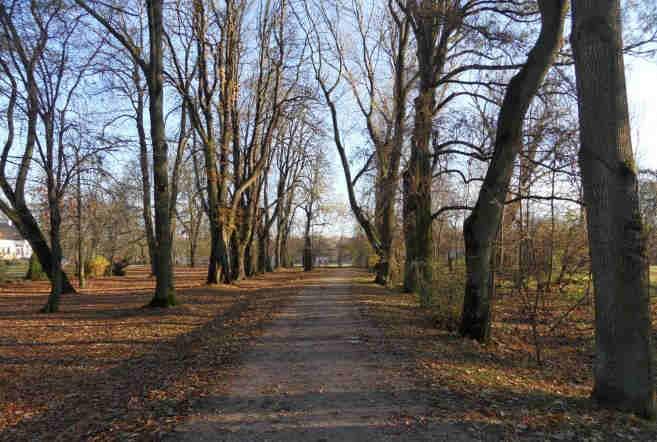 W parku znajduje się staw ze szpalerami grabowymi. Fot.65-66.