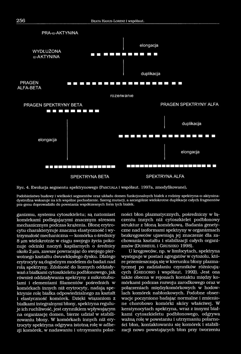 Ewolucja segmentu spektrynowego (Pa s c u ala i współaut. 1997a, zmodyfikowane).