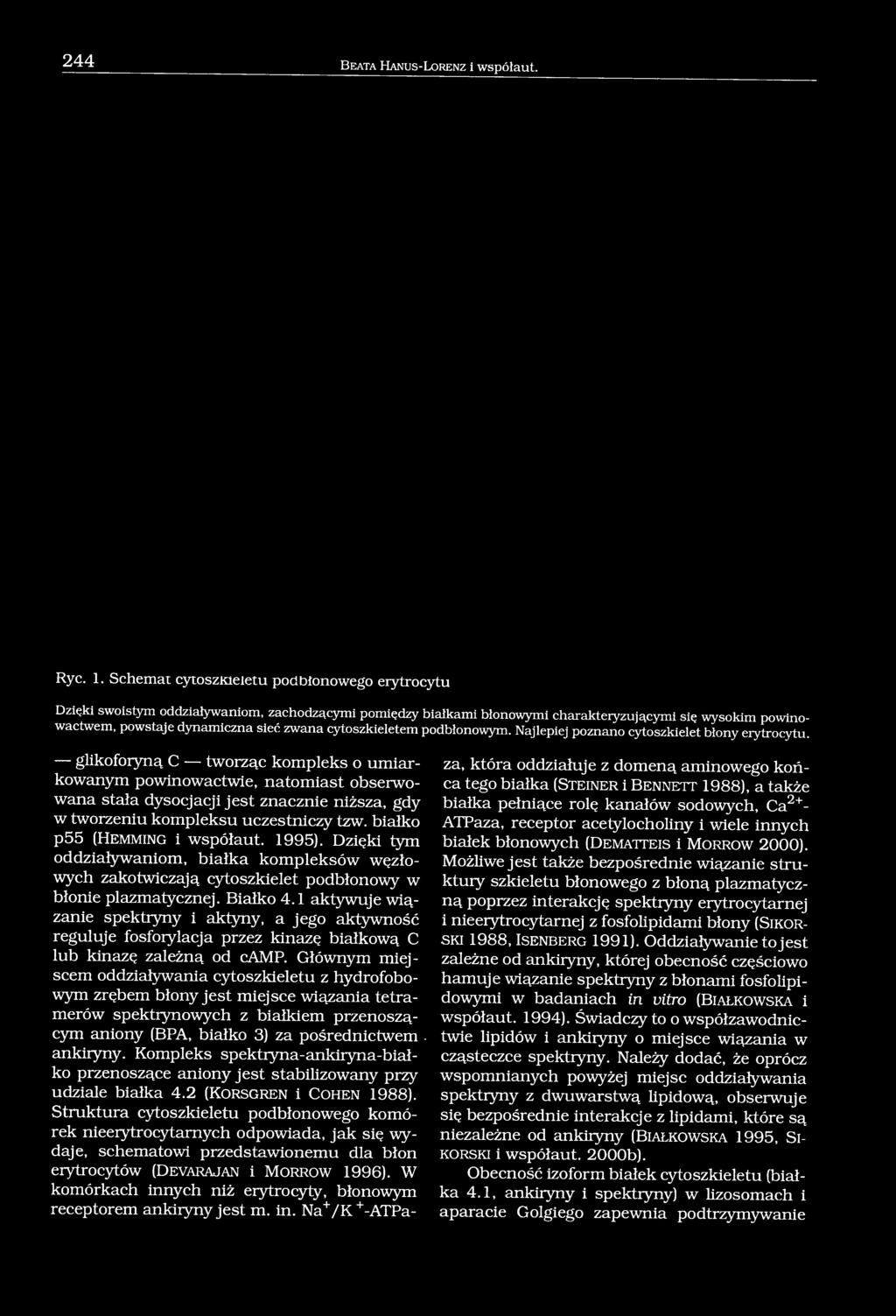 cytoszkiełetem podbłonowym. Najlepiej poznano cytoszkielet błony erytrocytu.