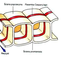 Endoderma z pasemkami Caspary