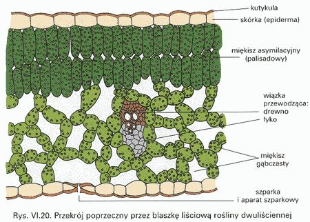 gąbczasty Chlorenchyma
