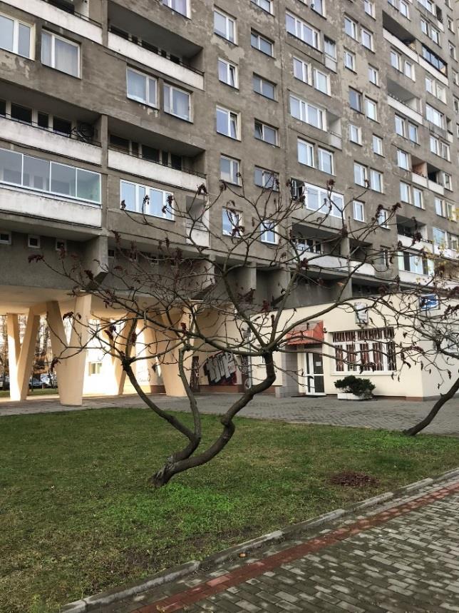 grozi wykrotem. Rosnący przy budynku Klaudyny 32. 20.