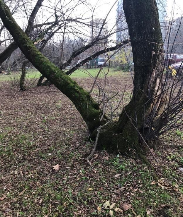 Drugi pień silnie pochylony.