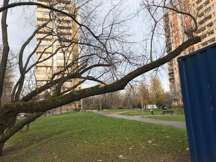 Rosnący przy budynku Gwiaździsta 33. 10.