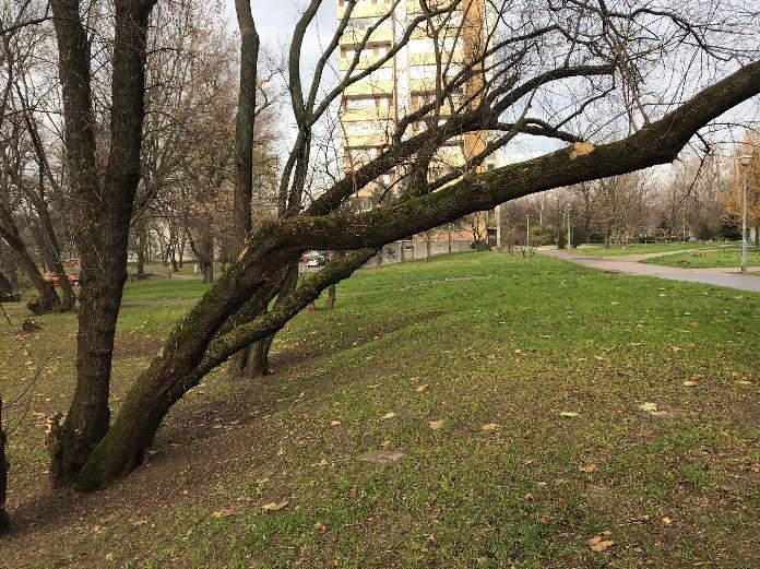 Rosnący przy budynku Gwiaździsta 33.