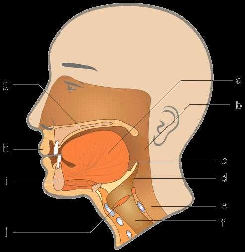 Dysfagia