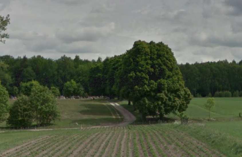 Dokumentacja fotograficzna wybranych pomników przyrody, które zostały umieszczone w