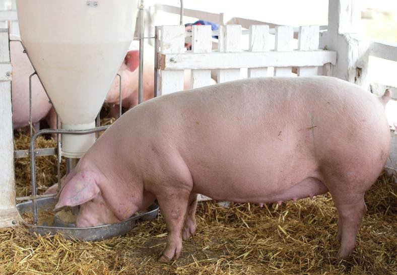 zwierząt skutkuje nieregularnymi rujami, trudnymi porodami czy niepowodzeniami w inseminacji. Jednym z mierników jakości żywienia jest ocena kondycji loch.