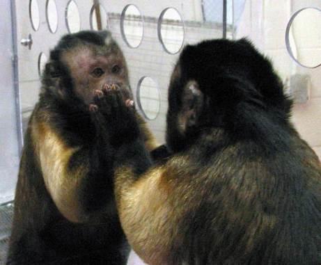 (Paul Samuelson, 1994) Central banker (analyzing the yield curve) reminds me a monkey who for the first time has seen a mirror.