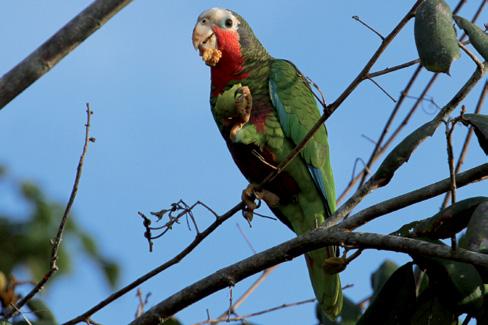 Amazonka kubańska poza Kubą żyje na Bahamach i Kajmanach. Flaming karmazynowy jest najbarwniejszym z flamingów. fot. Potr Gryz fot. Potr Gryz Drozd kubański T. p. rubripes jest podgatunkiem drozda karaibskiego, czasami uznawanym za odrębny gatunek.