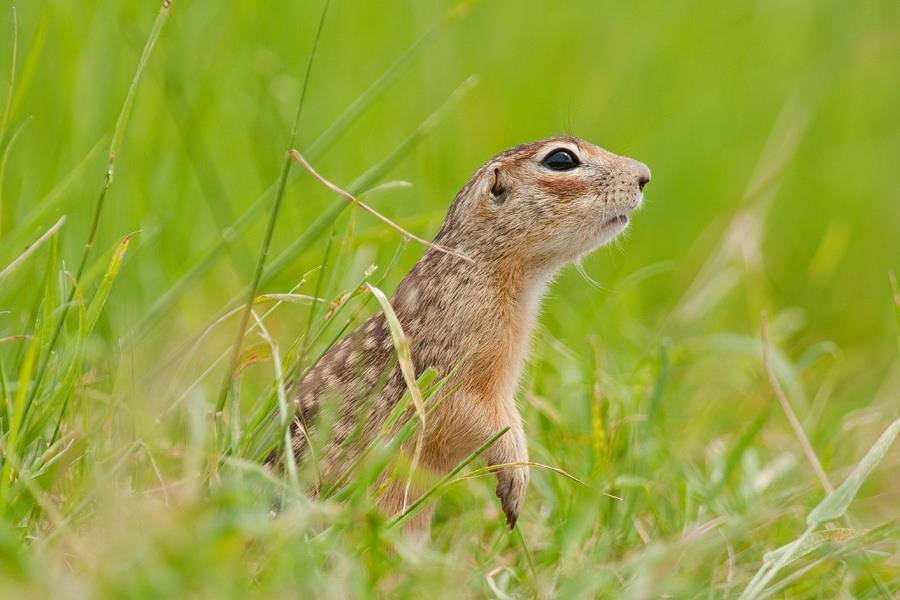 Flora i fauna Prawie 1/4 powierzchni gminy zajmują bogate krajobrazowo, florystycznie i faunistycznie lasy.