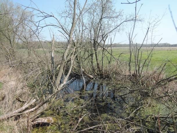 Stanowisko nr 1 Tabela 23. Charakterystyka stanowiska nr 1. Współrzędne geograficzne 51 23' 25.364" N, 23 7' 48.