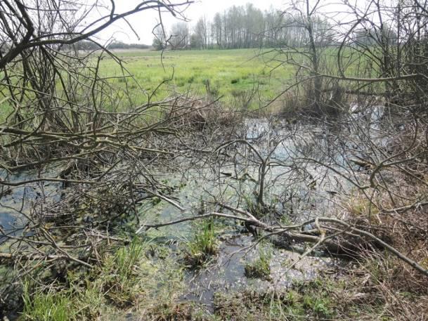zbiornika/cieku różna w zależności od miejsca, do 1 m Charakter linii brzegowej trawiasty Udział szuwaru w linii brzegowej >¾ linii brzegowej Obecność nadbrzeżnej roślinności drzewiastej i