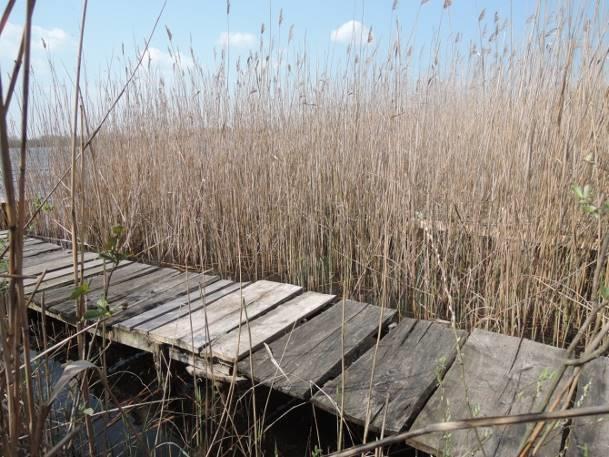 trawiasty Udział szuwaru w linii brzegowej >¾ linii brzegowej Obecność nadbrzeżnej roślinności drzewiastej i krzewiastej obecna; drzewa i zakrzaczenia wzdłuż krawędzi rowu Stopień zarośnięcia lustra