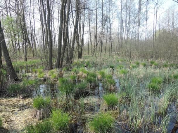 powierzchni na mapie Szerokość cieku Głębokość zbiornika/cieku do 1 m Charakter linii brzegowej nie dotyczy Udział szuwaru w linii brzegowej nie dotyczy Obecność nadbrzeżnej