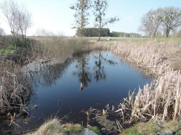 Tabela 35. Charakterystyka stanowiska nr 13. Współrzędne geograficzne 51 21' 8.360" N. 23 8' 33.