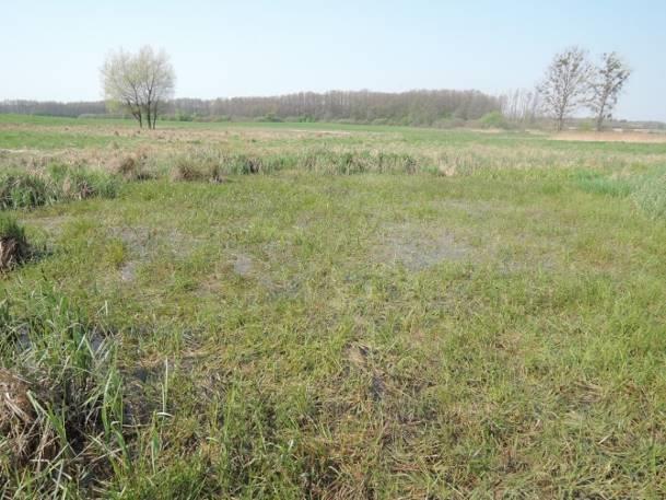 Stanowisko nr 14 Tabela 36. Charakterystyka stanowiska nr 14. Współrzędne geograficzne 51 20' 9.611" N, 23 10' 21.
