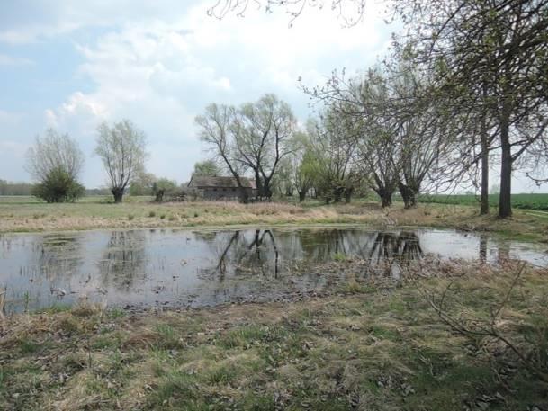Stanowisko nr 23 Tabela 45. Charakterystyka stanowiska nr 23. Współrzędne geograficzne 51 16' 58.204" N, 23 9' 44.