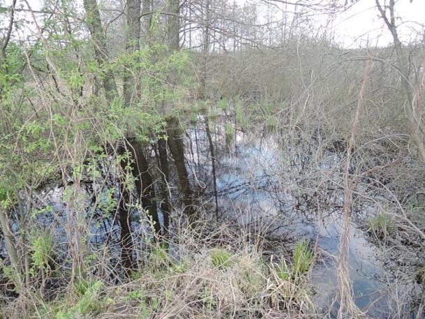 Charakter linii brzegowej trawiasty Udział szuwaru w linii brzegowej prawie 100% Obecność nadbrzeżnej roślinności drzewiastej i krzewiastej obecna Stopień zarośnięcia lustra wody przez roślinność 80
