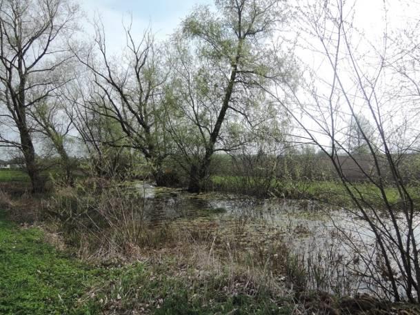 Stanowisko nr 29 Tabela 51. Charakterystyka stanowiska nr 29. Współrzędne geograficzne 51 17' 47.207" N, 23 8' 51.