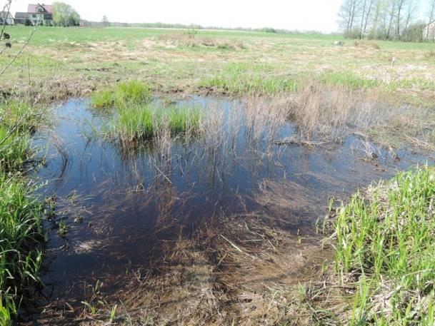 podmokły teren, zadrzewienia, łąki, droga, zabudowania (a) (b) Fotografia 32 a,b Stanowisko nr 31. Stanowisko nr 32 Tabela 54. Charakterystyka stanowiska nr 32. Współrzędne geograficzne 51 17' 50.