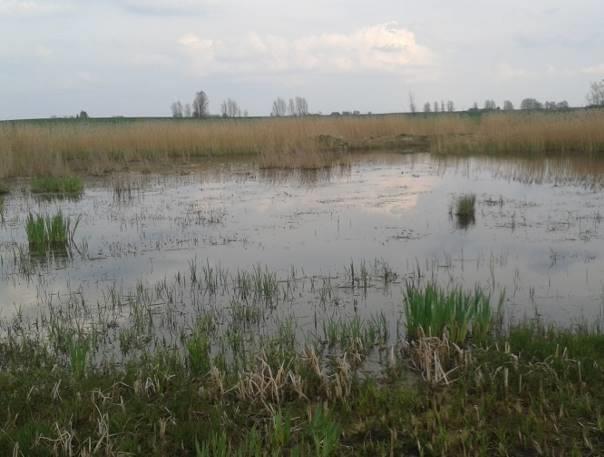 trawiasty Udział szuwaru w linii brzegowej 100% Obecność nadbrzeżnej roślinności drzewiastej i krzewiastej obecna Stopień zarośnięcia lustra wody przez roślinność W miejscu odłowów prawie 100%