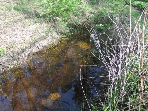 określić, poniżej 1,2 m Charakter linii brzegowej trawiasty Udział szuwaru w linii brzegowej > ½ linii brzegowej Obecność nadbrzeżnej roślinności drzewiastej i krzewiastej brak Stopień zarośnięcia