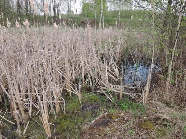 szuwaru w linii brzegowej prawie 100% Obecność nadbrzeżnej roślinności drzewiastej i krzewiastej obecna Stopień zarośnięcia lustra wody przez roślinność prawie 100% Odległość od najbliższego koryta