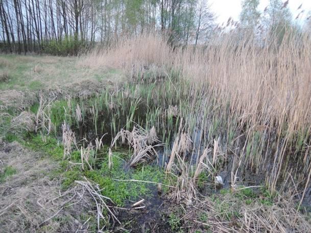 cieku Głębokość zbiornika/cieku trudno określić, do 1,2 m Charakter linii brzegowej trawiasty Udział szuwaru w linii brzegowej >¾ linii brzegowej Obecność nadbrzeżnej roślinności
