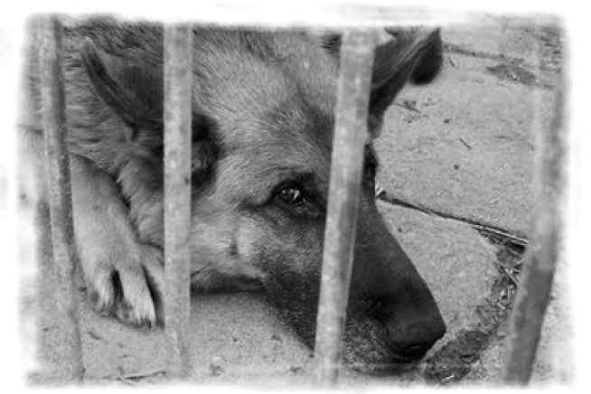 Nowiny Wodzisławskie wtorek, 9 grudnia 2008 r. DROBNE 39 Masz problemy prawne, zadzwoń. Obywatelstwo niemieckie, kindergeld, windykacja, usługi transgraniczne, rejestracja spółek i firm w Niemczech.