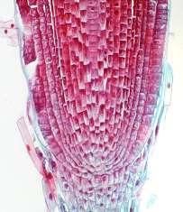 WALEC OSIOWY EPIBLEMA (skórka)