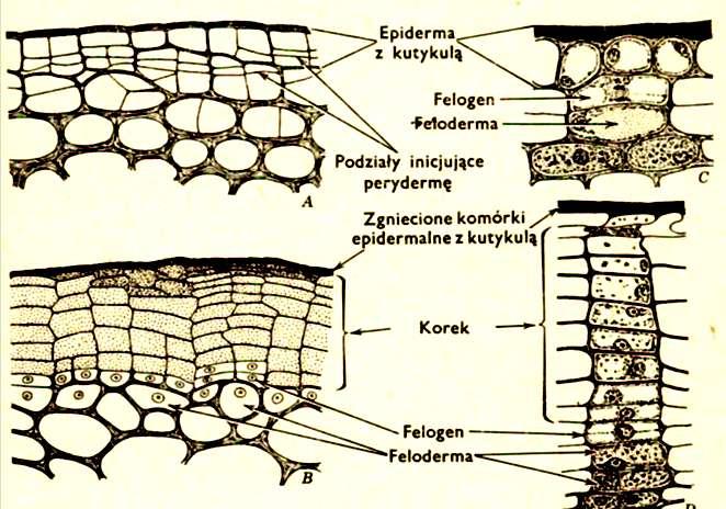 Felloderma Podziały inicjujące fellogen Zgniecione