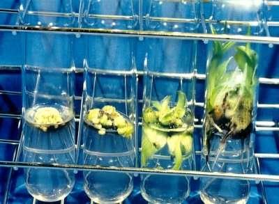 in vitro -