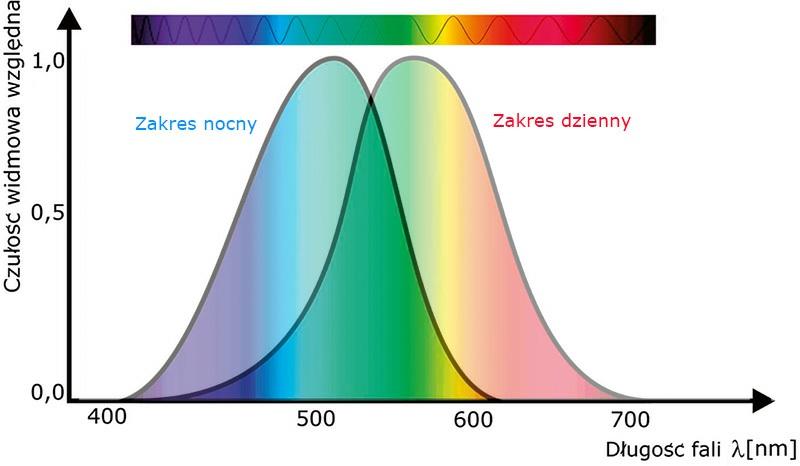 rozmieszczenia receptorów, jak również natury samego światła.