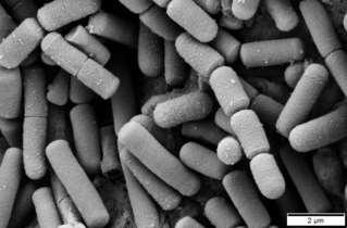 Ważniejsze bakterie z rodzaju Bacillus Bacillus subtilis Bacillus megaterium Bacillus