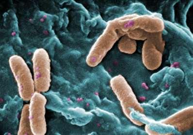 Ważniejsze bakterie z rodzaju Pseudomonas Pseudomonas fluorescens Pseudomonas putida