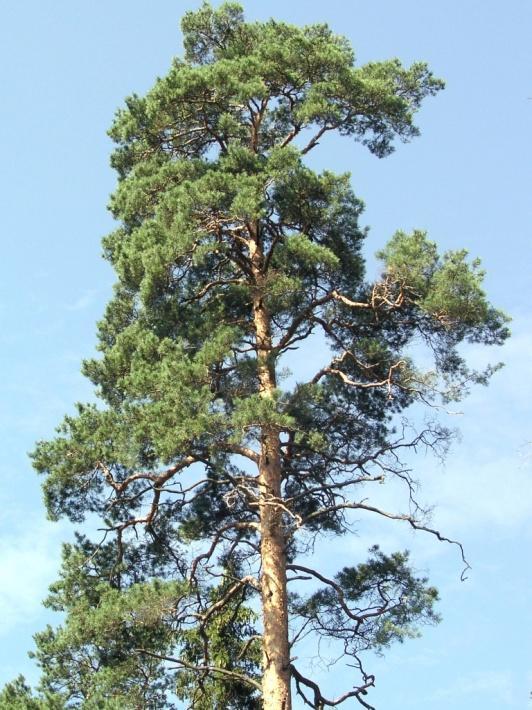 defoliacji Klasyfikacja defoliacji drzew wg.