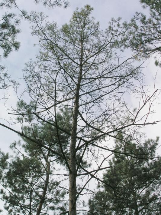 Średnia defoliacja 3 61 99 Silna defoliacja 4