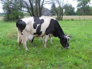 https://www. Niektóre chwasty obecne na pastwiskach, spożyte w większych ilościach mogą być niebezpieczne dla bydła, szczególnie dla cieląt.