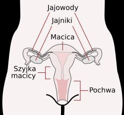 Relaksyna wytwarzana w ciałku żółtym, macicy, łożysku i gruczołach piersiowych