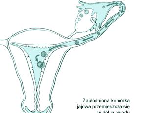 Jajowód - budowa więzadło właściwe jajnika lejek jajowodu strzępki jajowodu jajnik oocyt