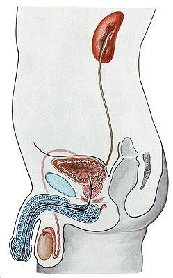 Wewnętrzne narządy płciowe : jądra męski gruczoł płciowy gruczoł krokowy gruczoły opuszkowocewkowe