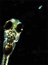Tg(fli:GFP) Fli1 - friend leukemia integration 1