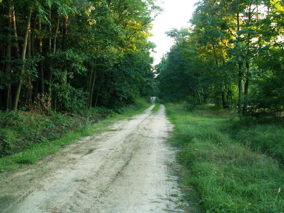 Z uwagi na fakt, że jest to droga leśna, położona bardzo blisko Gostynia i atrakcyjna dla wycieczek rowerowych (tędy prowadzi także szlak Powiatowej Drogi Rowerowej), wskazana byłaby jej naprawa na