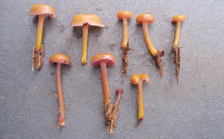Ślusarczyk; 16.09.2017). Fot. 7. Chromosera cyanophylla (fot. A. Kujawa; 15.