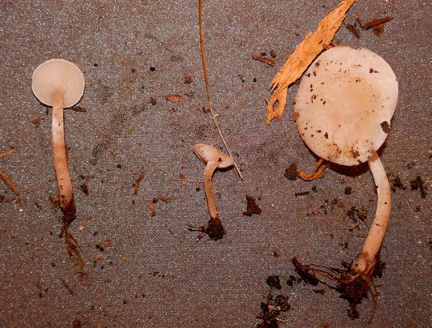 Gierczyk B., Ślusarczyk T., Szczepkowski A., Kujawa A. XXIII Wystawa Grzybów Puszczy Białowieskiej Fot. 9. Clitocybe truncicola (fot. T. Ślusarczyk; 12.09.2017). Photo 9.