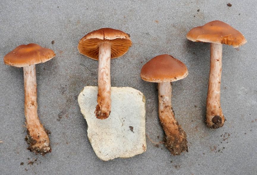 Gierczyk B., Ślusarczyk T., Szczepkowski A., Kujawa A. XXIII Wystawa Grzybów Puszczy Białowieskiej Fot. 10. Cortinarius disjungendus (fot. T. Ślusarczyk; 14.09.2017). Photo 10.