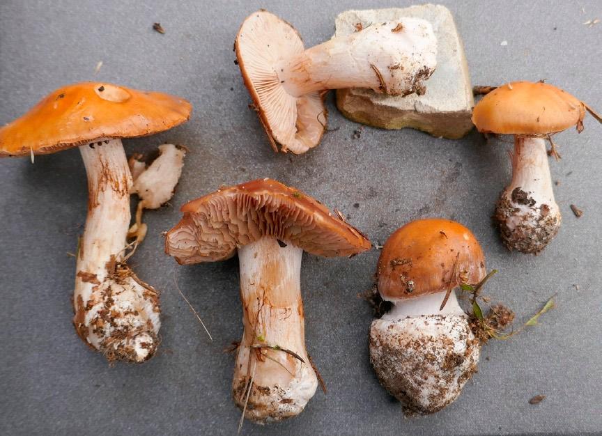 Gierczyk B., Ślusarczyk T., Szczepkowski A., Kujawa A. XXIII Wystawa Grzybów Puszczy Białowieskiej Fot. 11. Cortinarius talimultiformis (fot. T. Ślusarczyk; 13.09.2017). Photo 11.