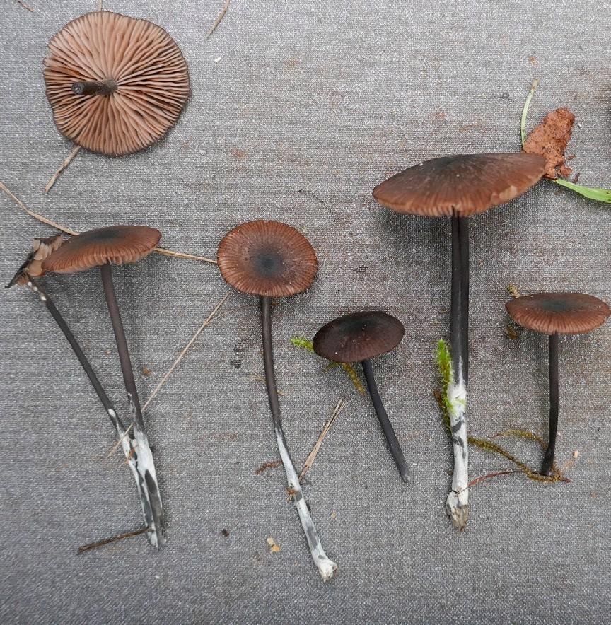 Gierczyk B., Ślusarczyk T., Szczepkowski A., Kujawa A. XXIII Wystawa Grzybów Puszczy Białowieskiej Fot. 13. Entoloma poliopus var. poliopus; (fot. T. Ślusarczyk; 16.09.2017). Photo 13.